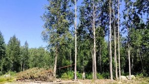 2ой монтаж На правленая валка деревьев бензопилой Stihl 180