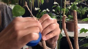 БУГЕНВИЛЛИЯ БОЛЬШАЯ ОБРЕЗКА И ПРИВИВКА 4К