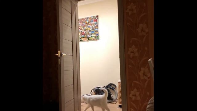 Я и мой верный кот смотреть онлайн