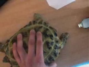 Турбо Черепаха