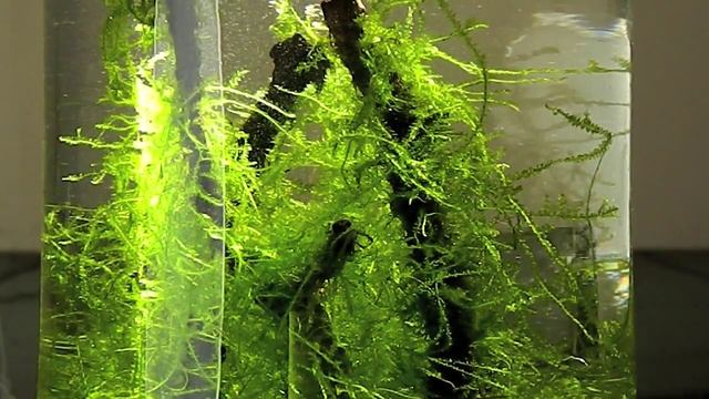 NO MAINTENANCE Planted Vase - Table Centerpiece смотреть онлайн