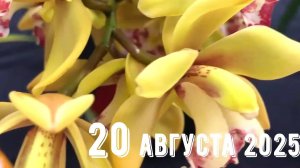 Грабли веерные Для любителей канала Грабли Live  20.08.2025