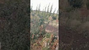 культура Тернослива и особенности выращивания на Южном Урале