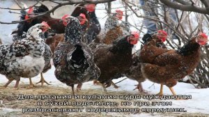 Можно ли держать кур и уток вместе