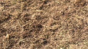 Весеннее боронование пастбищ