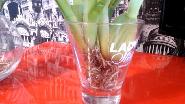 Открытая система! (Содержание в воде с просушкой). Мильтониопсис и Камбрия.