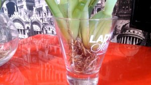 Открытая система! (Содержание в воде с просушкой). Мильтониопсис и Камбрия.