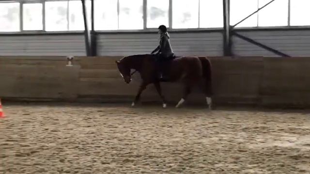 Дакар. Латвийский теплокровный мерин 175 см, 10 лет, рыжей масти (2) смотреть онлайн