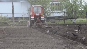 Трактор Т-25А. Вспашка огорода отвальным плугом (1080р).