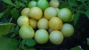 Выращивание и оптимальные сроки уборки овощного физалиса.  .