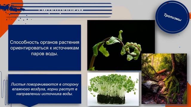 Biology для всех. Раздражимость организмов, Baranciuc Liudmila смотреть онлайн