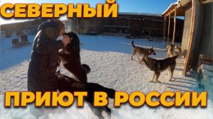 Приют для бездомных, брошенных животных, собак в Якутии, добрые поступки