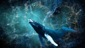 Сон кита, медитация, звуки китов.