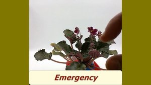 Фиалка-вертолет Emergency