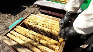 Когда, как и зачем ставить магазины. Отстройка 100 магазинных надставок за сезон.Пчеловодство Апрел