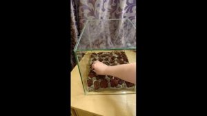Оформление 3D стены в аквариуме и запуск аквариума с буцефаландрами
