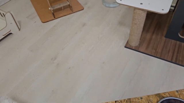 You Will Encounter Cats In Every Corner Of This House, Even When You Open The Kitchen Cabinet.