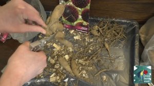 Георгины распаковка и обзор  2021