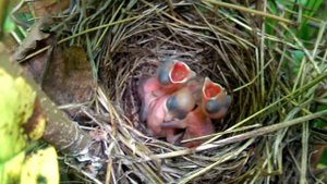 Гнездо с птенцами.