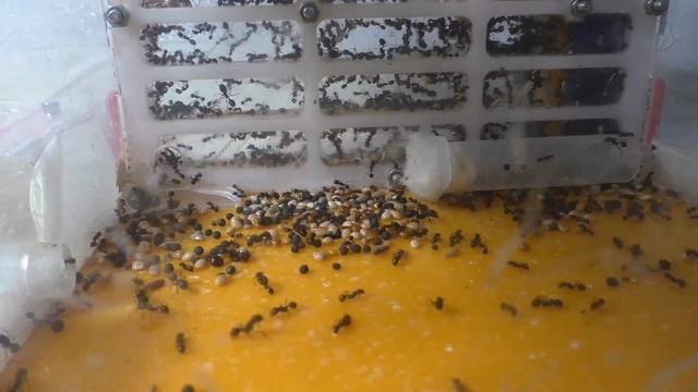 Клещи у лесных муравьев! Новые жилища муравьиных колоний! смотреть онлайн