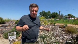 Видели как цветет валерьянка?