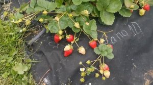 Крапо 10. Нейтрал. Поражает своей урожайностью.