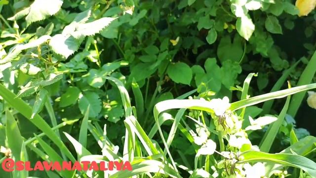 Краткий Обзор Сад Огород Цветник Середина Лета 2022 Дачница Натали @natalifrol смотреть онлайн