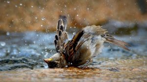 Песня: "ХОЛОДНАЯ ВОДА ..." Слова, музыка, исполнение — Елены Артёменко. Запись: лето, 2002 года