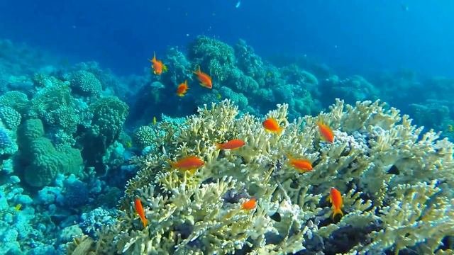 Красота красного моря в Египте