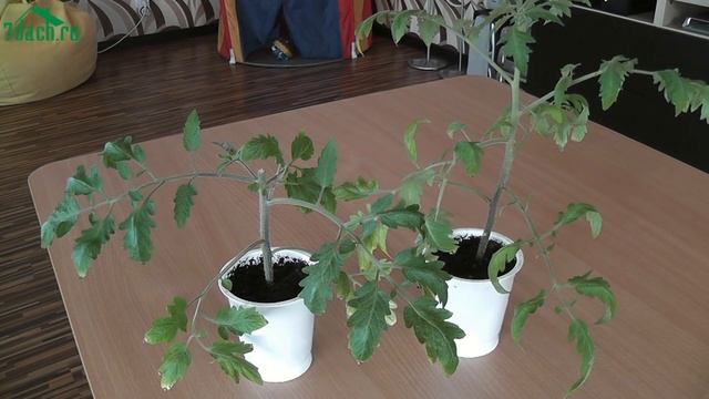 ? Размножение томатов черенкованием: увеличьте количество рассады вдвое! - 7 дач смотреть онлайн