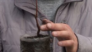 Pro абрикос. Часть 1. Выбор саженца абрикоса.