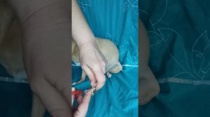 Подстригаю коготки чихуахуа Юточке.