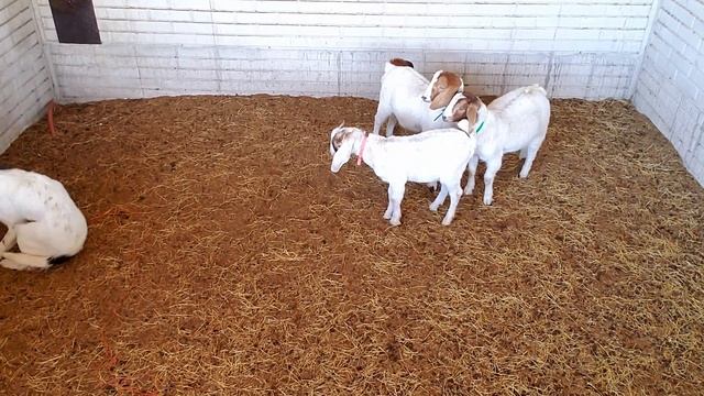 Starting a Cowdog| Day 1/100| PT Cotton| AY Cowbred Border Collies смотреть онлайн