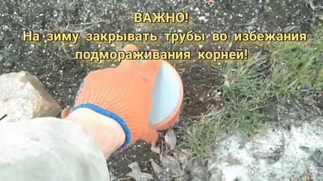 КАК и КОГДА правильно ПОЛИВАТЬ плодовые деревья ЛЕТОМ? ДВА простых способа!
