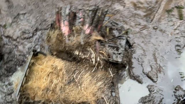 31. часть. Как сделать биоплато? Проблемы с корнями. Обрезание растений. Сколько рыбы в пруду? смотреть онлайн