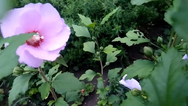 Добрый вечер милые друзья смотреть онлайн