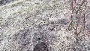 Ежевика как Бизнес ? / Голубика в объеме / УП "Божий дар" Часть 3