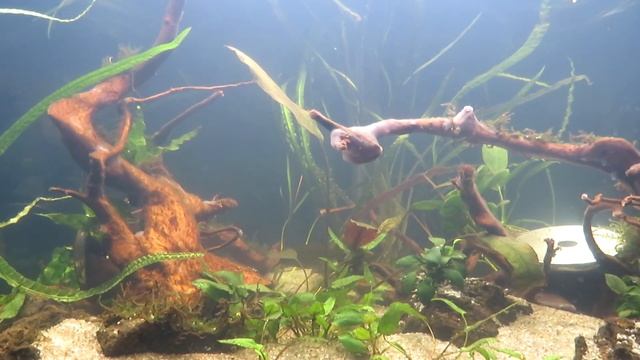 ч.1 Диатомовые водоросли при запуске аквариума