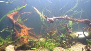 ч.1 Диатомовые водоросли при запуске аквариума