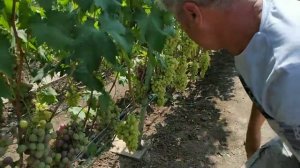 В гостях у виноградаря любителя Высочанского Сергея 2021г