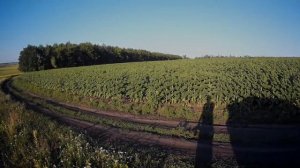 Заразиха доедает подсолнух Sengenta. Заразихана 7ми рассовом гибриде