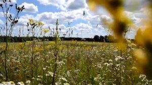 Вот она какая, сторона родная