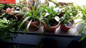 qizlik PARDASI QANDAY OLINISHI KERAK ?