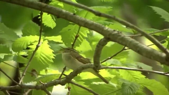 Alegria No Sertão - Nair e Salatiel - Recanto Da Fé - Temporada 2010 - Tabernáculo Da Fé смотреть онлайн