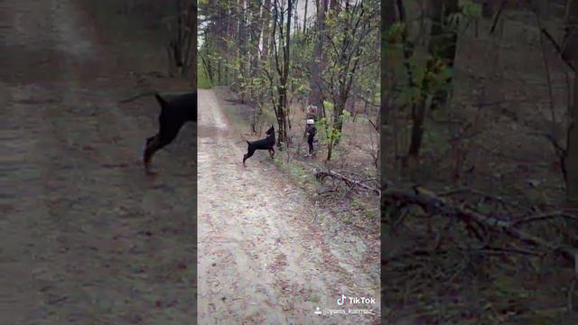 Доберман - это лучшее охранное агентство для Вашей семьи 💪!!! #doberman#доберман
