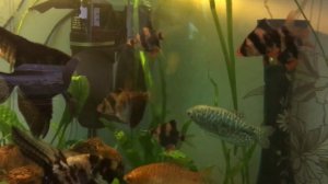 Скалярии и гурами выясняют отношения