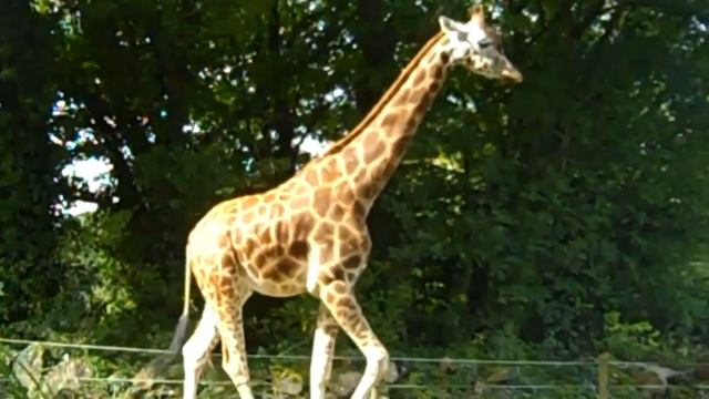 NORTHERN GIRAFFE Giraffa camelopardalis .Zsiráf at Paington zoo смотреть онлайн