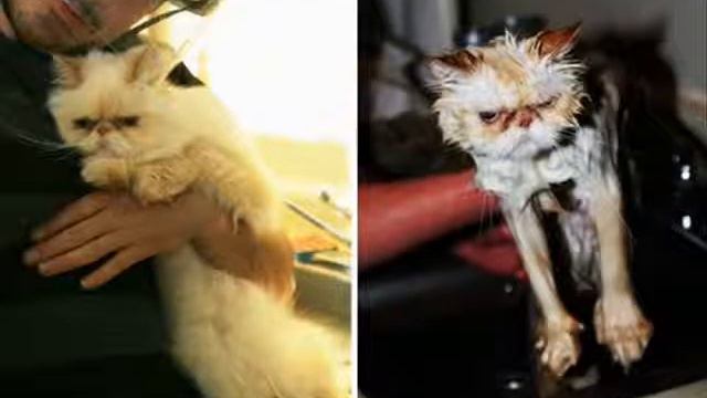 Забавные животные до и после купания... смотреть онлайн