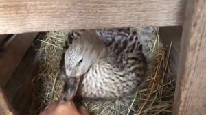 Дикая утка Кряква защищает потомство.