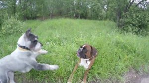 Немецкий боксёр и терьер